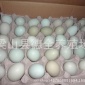 绿壳蛋鸡苗  黑羽绿壳蛋鸡    麻羽绿壳蛋鸡 五黑一绿蛋鸡苗种蛋