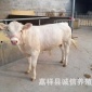 南方肉牛品种 夏洛莱牛纯种价格 夏洛莱牛种牛价格夏洛莱牛养殖场