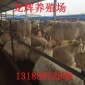 全国优质牛羊规范养殖基地 出售西门塔尔牛 改良肉牛