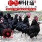 湖南厂家常年供应五黑一绿鸡苗 绿壳蛋鸡苗 包邮