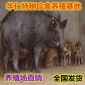 大型野猪养殖基地 纯种野猪养殖 批发出售小野猪大野猪活体