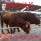 肉牛架子牛 育肥 改良 杂交牛 甘肃适合养鲁西黄牛价格