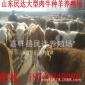 肉牛养殖视频 西门塔尔牛养殖技术 山东民达牧业