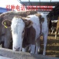 供应肉牛 肉牛犊养殖技术 西门塔尔牛小牛价格