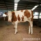 肉牛 三个月肉牛犊 肉牛犊售价多些 小牛价格 西门塔尔牛犊 利木赞牛犊