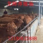 鲁西黄牛 肉牛养殖场出售改良肉牛犊 西门塔尔小牛 育肥利木赞牛