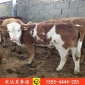 ​热销成年肉牛 出售各种品种的肉牛 夏洛莱牛肉牛养殖技术