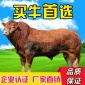 长期出售各种优质肉牛架子牛 育肥牛犊2019