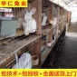养殖200只肉兔投资多少钱 肉兔养殖技术 肉兔价格