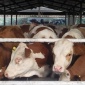 辽宁育肥肉牛犊 架子牛 繁殖母牛育肥肉牛犊