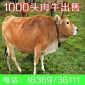 常年出售好品种肉牛--利木赞-鲁西黄牛-西门塔尔牛小牛犊