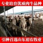 利木赞牛养殖 纯种牛犊肉牛犊 优质肉牛苗 价格优惠欢迎致电