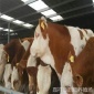 湖南岳阳西门塔尔肉牛犊价格 鲁西黄牛 杂交牛价格 小牛犊价格