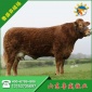 夏洛莱牛供应价格西门塔尔肉牛西门塔尔牛种牛西门塔尔牛犊