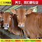 大量出售纯种鲁西黄牛肉牛 山东亿湖养殖场小牛犊**批发 一条也是批发价