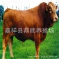 三百斤的肉牛犊价格 架子牛**格 现在小黄牛苗价格