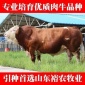 AAA级牛羊引种单位 常年出售鲁西黄牛种牛 母牛牛犊 质优价廉