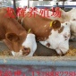新疆肉牛养殖场，肉牛养殖基地，新疆养殖肉牛的，肉牛养殖场
