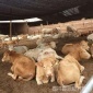 小黄牛一头价格 三元杂交牛 牛犊 夏洛莱牛牛犊