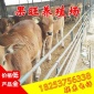 鲁西黄牛牛犊 纯种杂交利木赞牛 肉牛养殖 基地直供