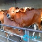 小肉牛养殖 新手**鲁西黄牛牛犊 水牛苗批发价格