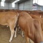 白牛 肉牛犊 黄牛犊 登丰养殖 牛犊  牛犊养殖 黄牛 黄牛犊 活体包邮