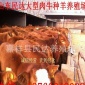 黄牛犊价格 内蒙古肉牛  江西肉牛养殖场