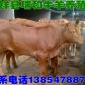 利木赞牛牛犊养殖场利木赞牛牛犊厂家山东瑞和牧业