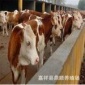 湖南衡阳肉牛价格 纯种西门塔尔牛价格 养殖肉牛犊 养殖改良肉牛犊养殖场