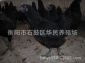 厂家五黑一绿绿壳蛋鸡苗，高产绿壳蛋鸡苗，黄羽绿壳蛋鸡苗