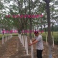 绿化工程苗木基地大量现货 优质合欢树 紫叶合欢小苗