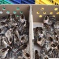 供应珍珠种鸡 珍珠鸡苗 珍珠鸡报价