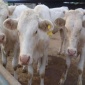 肉牛养殖 牛犊育肥 架子牛 夏洛莱牛
