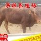 果旺养殖场批发西门塔尔牛鲁西黄牛犊 小牛犊 肉牛养殖